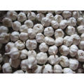 New Crop Fresh Garlic (4.5cm, 5.0cm, 5.5cm, 6.0cm)